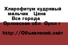 Хларофитум кудрявый мальчик › Цена ­ 30 - Все города  »    . Орловская обл.,Орел г.